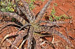Aloe pirottae_secundiflora Ghazi dole GPS186 Kenya 2014_1899.jpg